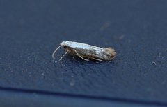 Argyresthia retinella