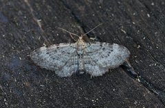Green Pug (Pasiphila rectangulata)