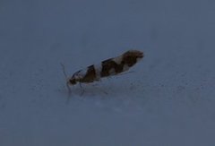 Gold-ribbon Argent (Argyresthia brockeella)