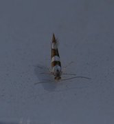 Gold-ribbon Argent (Argyresthia brockeella)