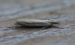 Grass-veneer (Crambus pascuella)