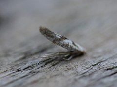 Netted Argent (Argyresthia retinella)