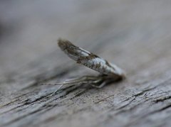 Argyresthia retinella