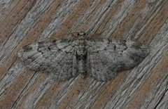 Green Pug (Pasiphila rectangulata)
