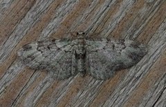 Epleblomstmåler (Pasiphila rectangulata)