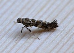 Lilac Leafminer (Gracillaria syringella)