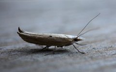 Ypsolopha nemorella