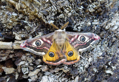 Emperor Moth (Saturnia pavonia)