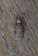 Large Purple Flat-body (Agonopterix liturosa)