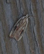 Dark-fringed Flat-body (Agonopterix nervosa)