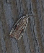 Agonopterix nervosa