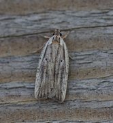 Dark-fringed Flat-body (Agonopterix nervosa)