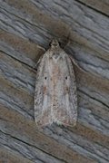 Dark-fringed Flat-body (Agonopterix nervosa)