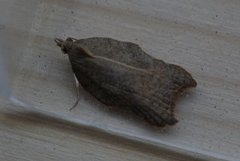 Konkavflatvikler (Acleris emargana)