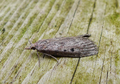 Bee Moth (Aphomia sociella)