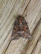 Marbled Minor (Oligia strigilis)