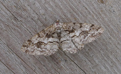 Mottled Beauty (Alcis repandata)
