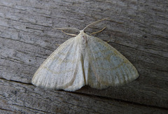 Common Wave (Cabera exanthemata)
