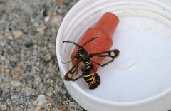 Raspberry Clearwing (Pennisetia hylaeiformis)