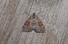 Chestnut-coloured Carpet (Thera cognata)