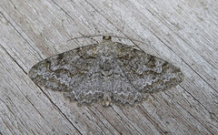 Mottled Beauty (Alcis repandata)