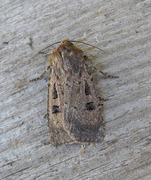 Double Dart (Graphiphora augur)