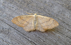 Vinkelengmåler (Idaea aversata)