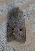 Red-line Quaker (Agrochola lota)