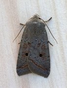 Red-line Quaker (Agrochola lota)