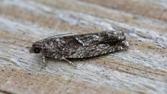Common Birch Bell (Epinotia immundana)