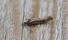 White-shouldered Smudge (Ypsolopha parenthesella)