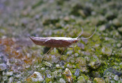 Honeysuckle Moth (Ypsolopha dentella)