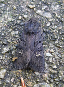 Black Rustic (Aporophyla nigra)