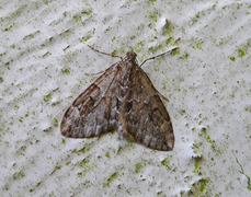 Juniper Carpet (Thera juniperata)