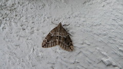 Juniper Carpet (Thera juniperata)