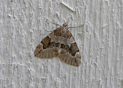 Juniper Carpet (Thera juniperata)