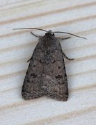 Pale Mottled Willow (Caradrina clavipalpis)