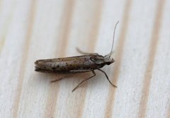 White-shouldered Smudge (Ypsolopha parenthesella)