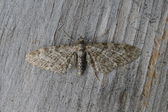 Vinkeldvergmåler (Eupithecia vulgata)