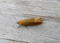 Red Piercer (Lathronympha strigana)