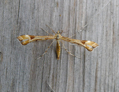 Triangle Plume (Platyptilia gonodactyla)