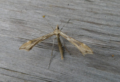 Triangle Plume (Platyptilia gonodactyla)