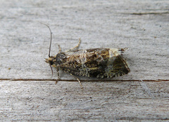 Common Marble (Celypha lacunana)