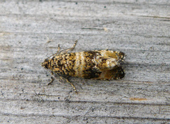 Common Marble (Celypha lacunana)