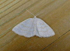 Common Wave (Cabera exanthemata)