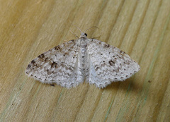 Welsh Wave (Venusia cambrica)