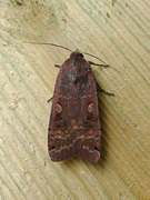 Large Yellow Underwing (Noctua pronuba)