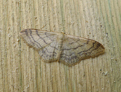 Vinkelengmåler (Idaea aversata)