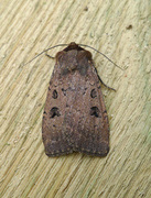 Double Dart (Graphiphora augur)