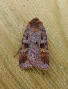 Purple Clay (Diarsia brunnea)